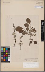 Foto von Salix aurita L.
